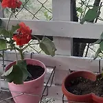 Stella Sunrise Quarto em Acomodações Particulares *