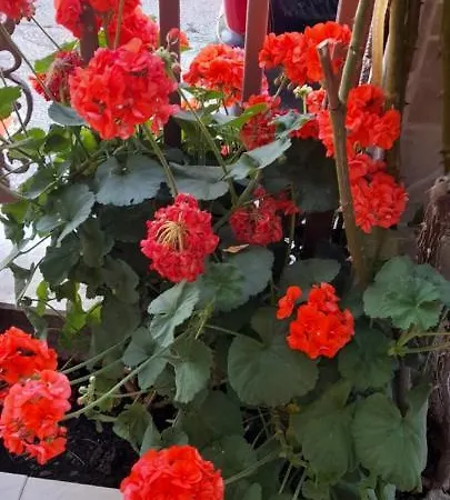 Stella Sunrise ستافروس