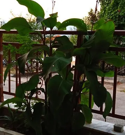 Stella Sunrise * Stavros (Thessaloniki)