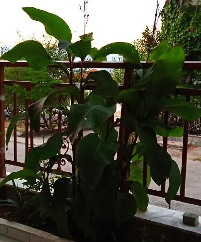 Stella Sunrise * Stavros (Thessaloniki)