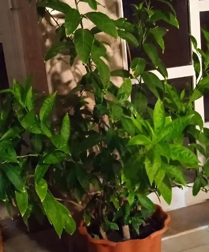 Δωμάτια σε οικογενειακή κατοικία Stella Sunrise Σταυρός