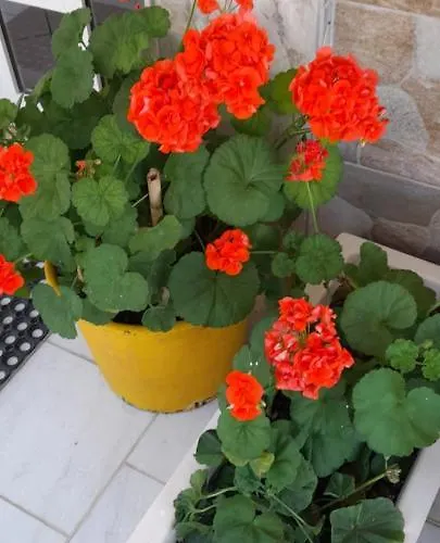 Stella Sunrise * Σταυρός