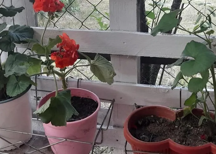 Stella Sunrise Δωμάτια σε οικογενειακή κατοικία *